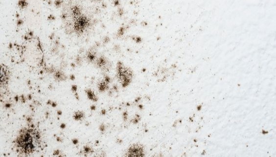 Be Cautious of Invisble Mold InYour House