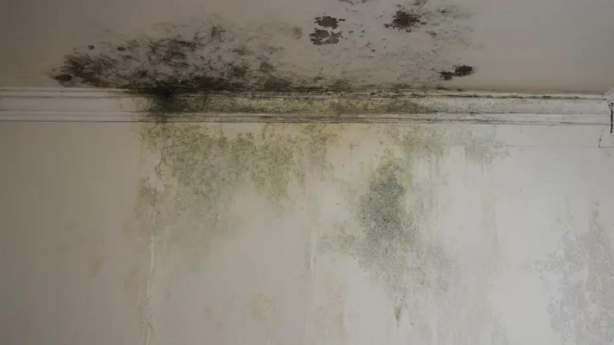 Understanding Wall Mold: Causes, Consequences, and Solutions